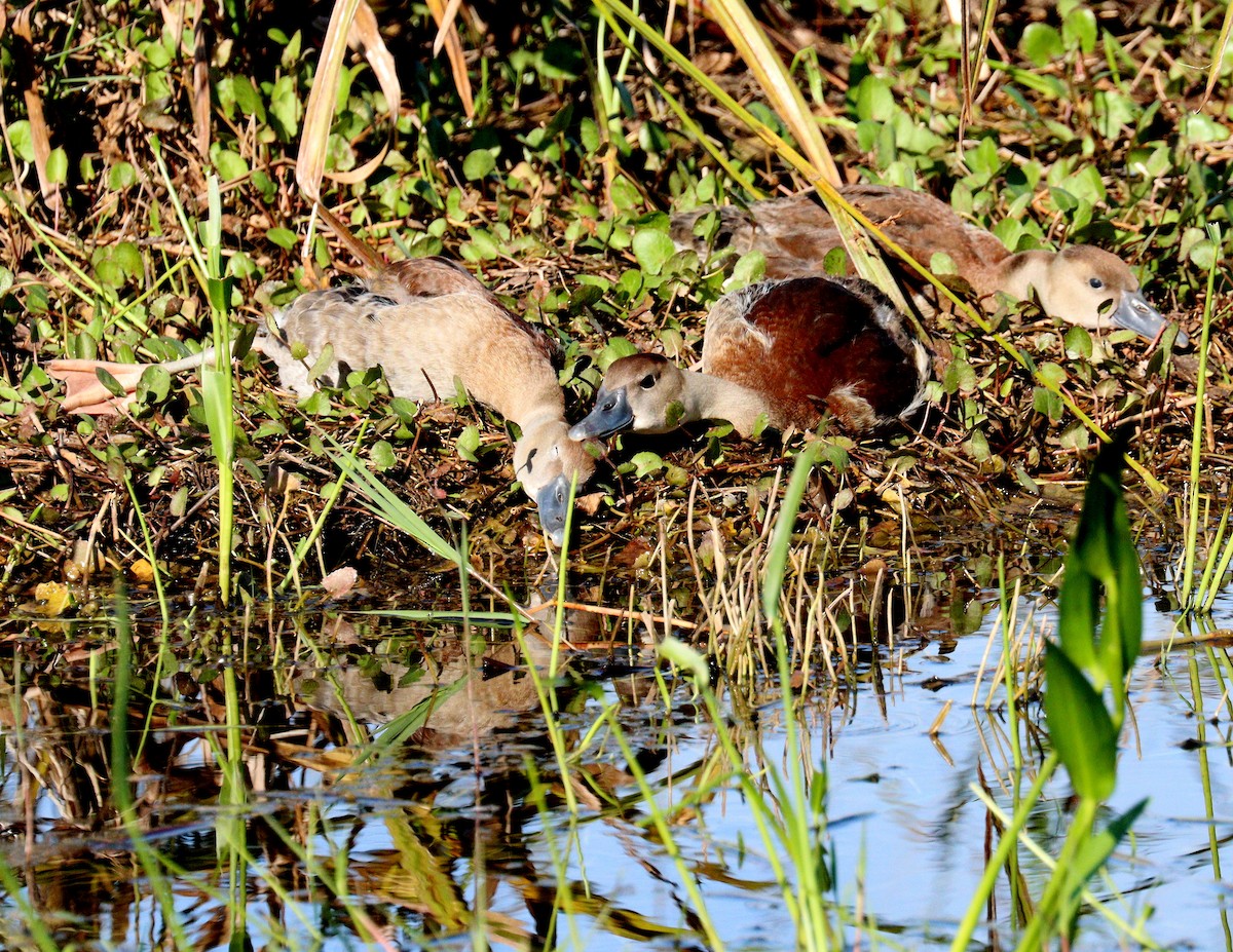 Black-bellied Whistling-Duck - ML646850644