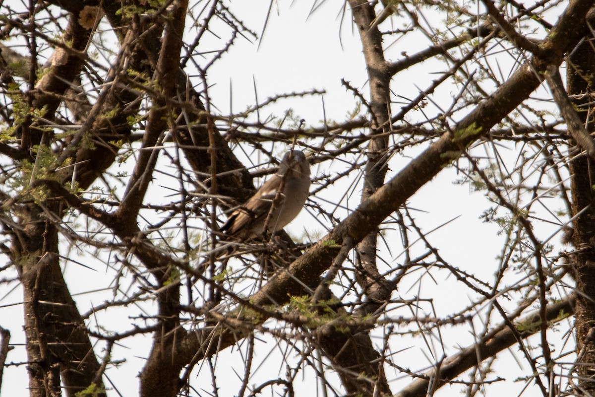 Swahili Sparrow - ML646850647