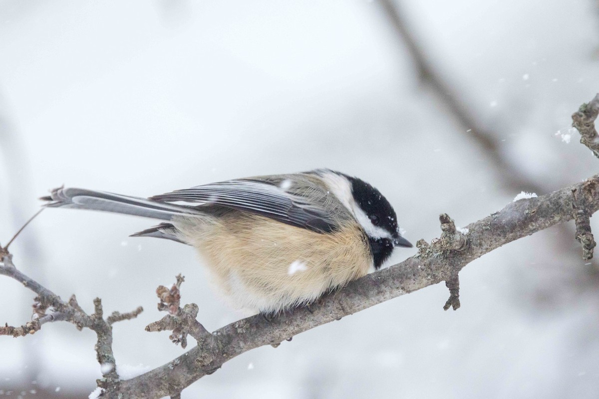 amerikameis - ML646850650