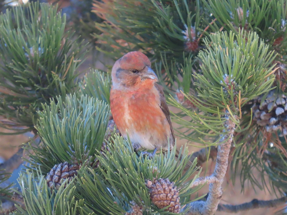 Red Crossbill - ML646850652