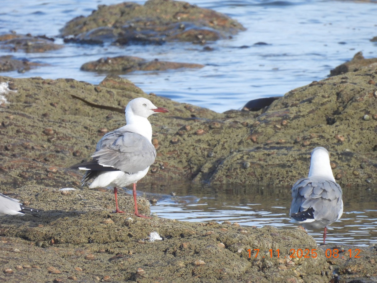 Gray-hooded Gull - ML646850653