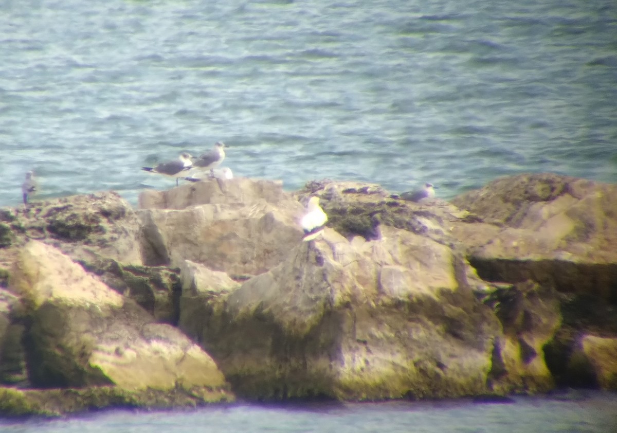 Красноногая олуша - ML646850655