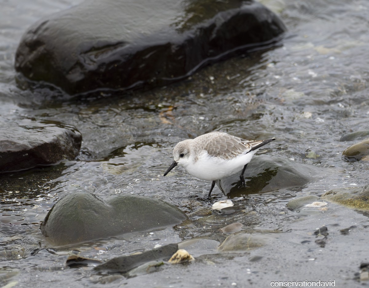 三趾濱鷸 - ML646850656