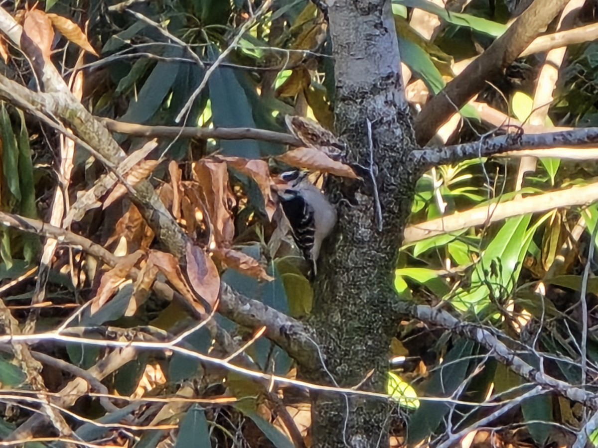 Пушистый дятел - ML646850658