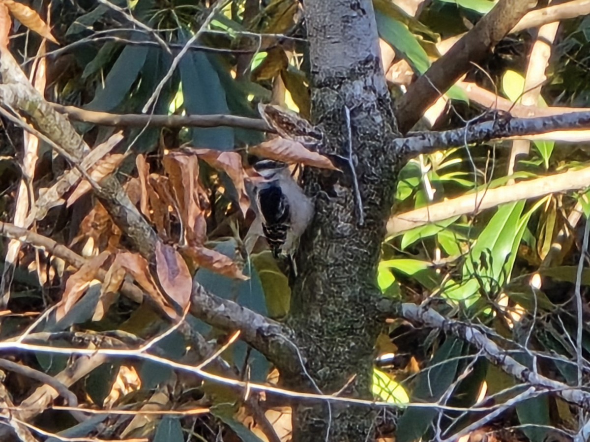 Пушистый дятел - ML646850659