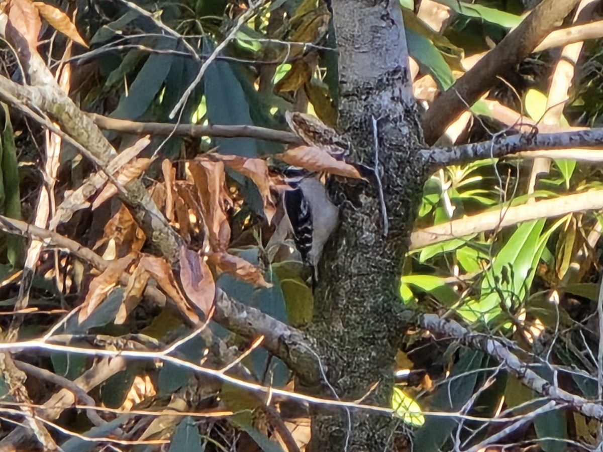 Пушистый дятел - ML646850660