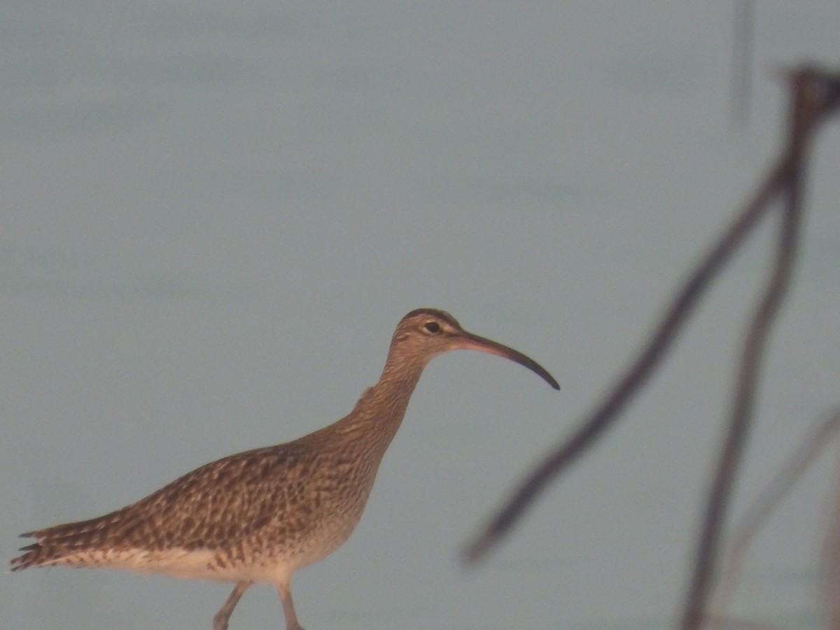 Eurasian Whimbrel - ML646850665
