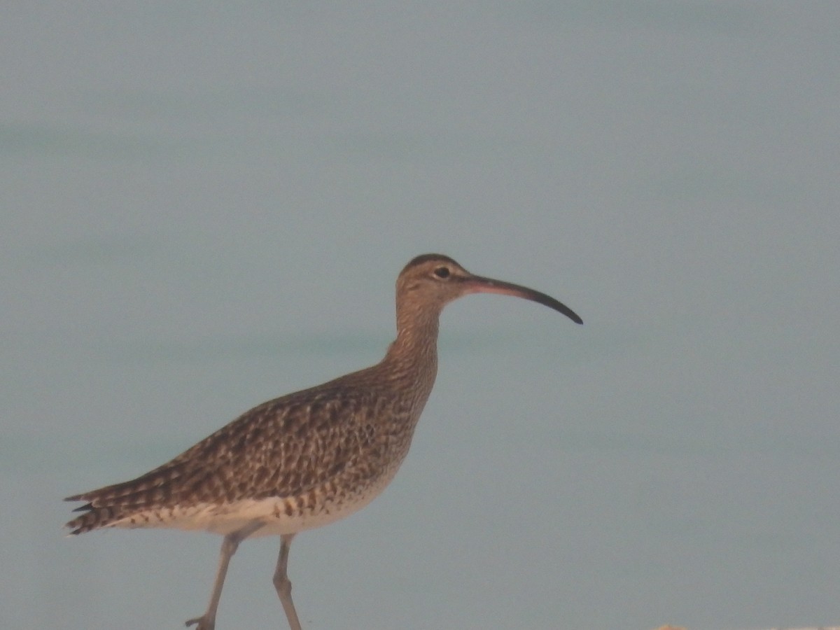 Eurasian Whimbrel - ML646850666