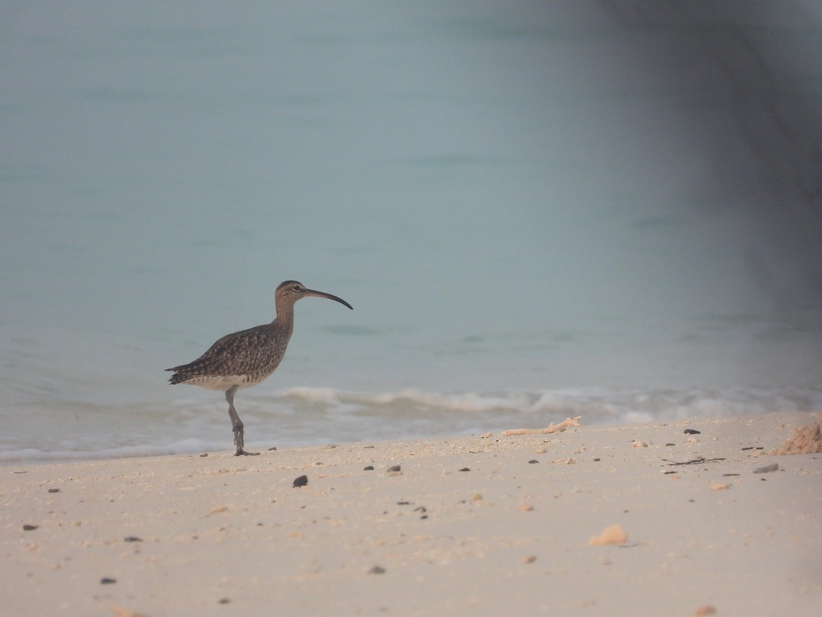 Eurasian Whimbrel - ML646850667