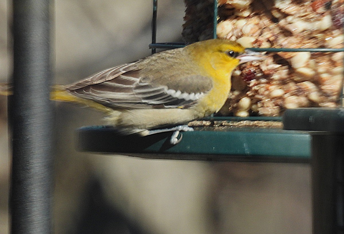 Bullock's Oriole - ML646850669