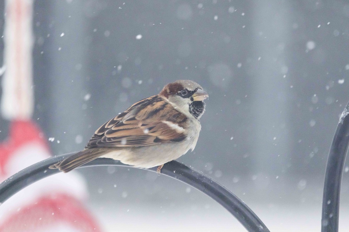 gråspurv - ML646850672