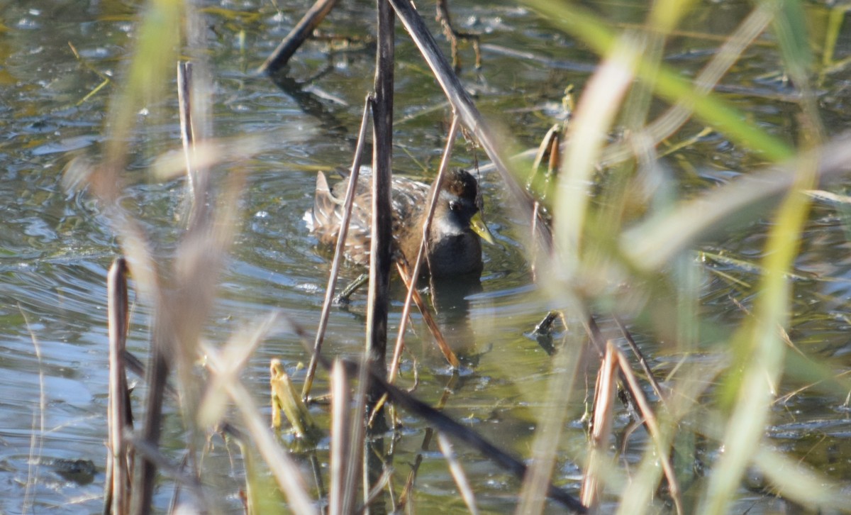 Погонич каролінський - ML646850674