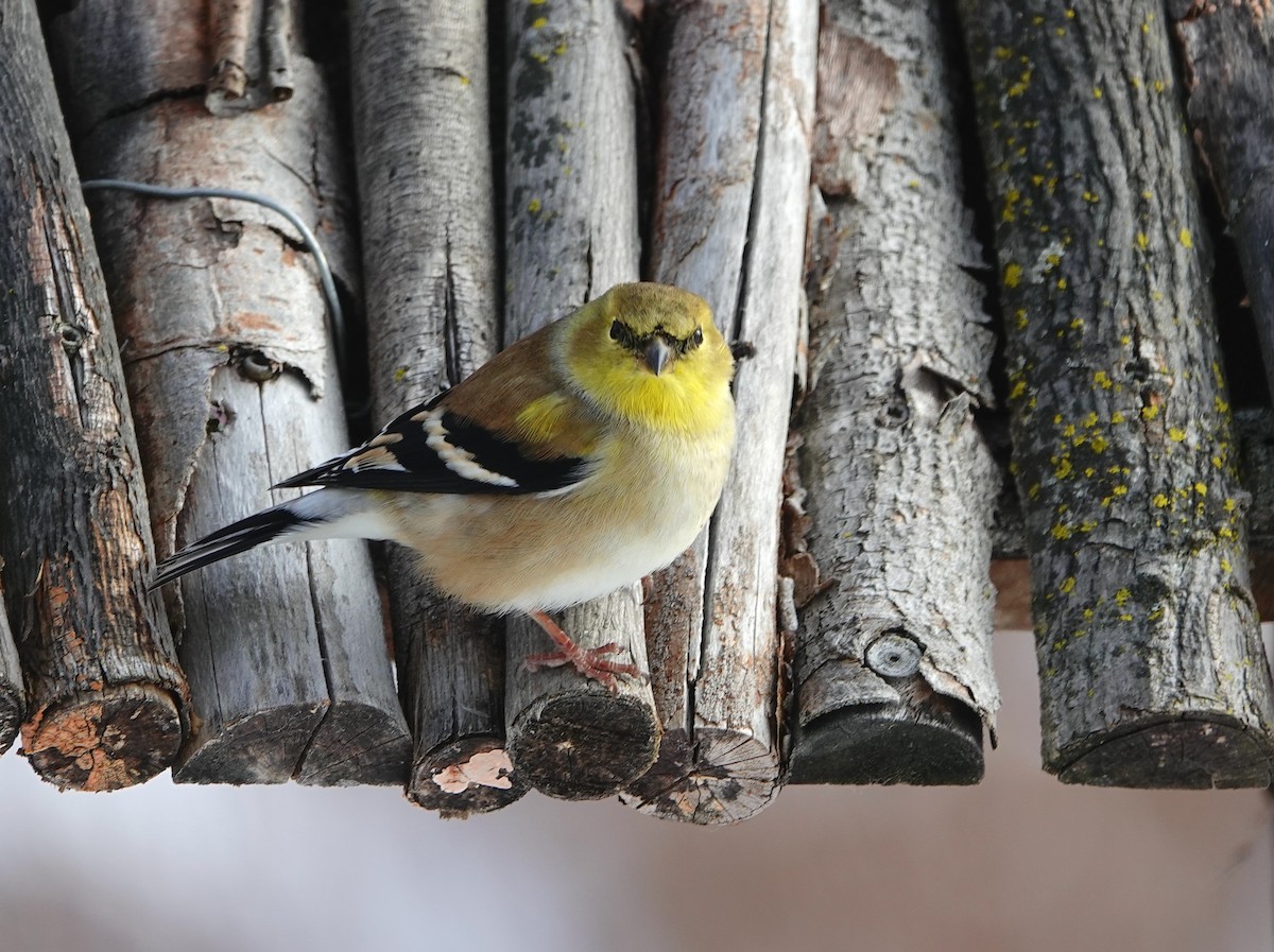 gulstillits - ML646850681