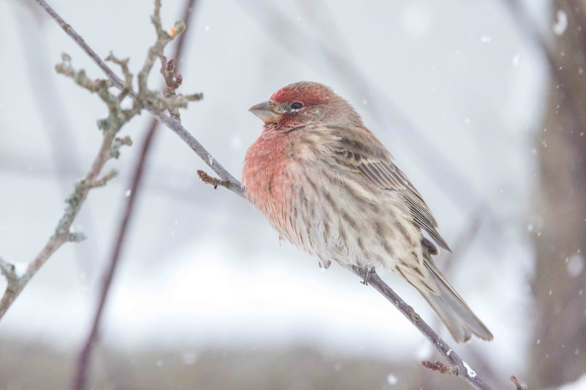 husrosenfink - ML646850684