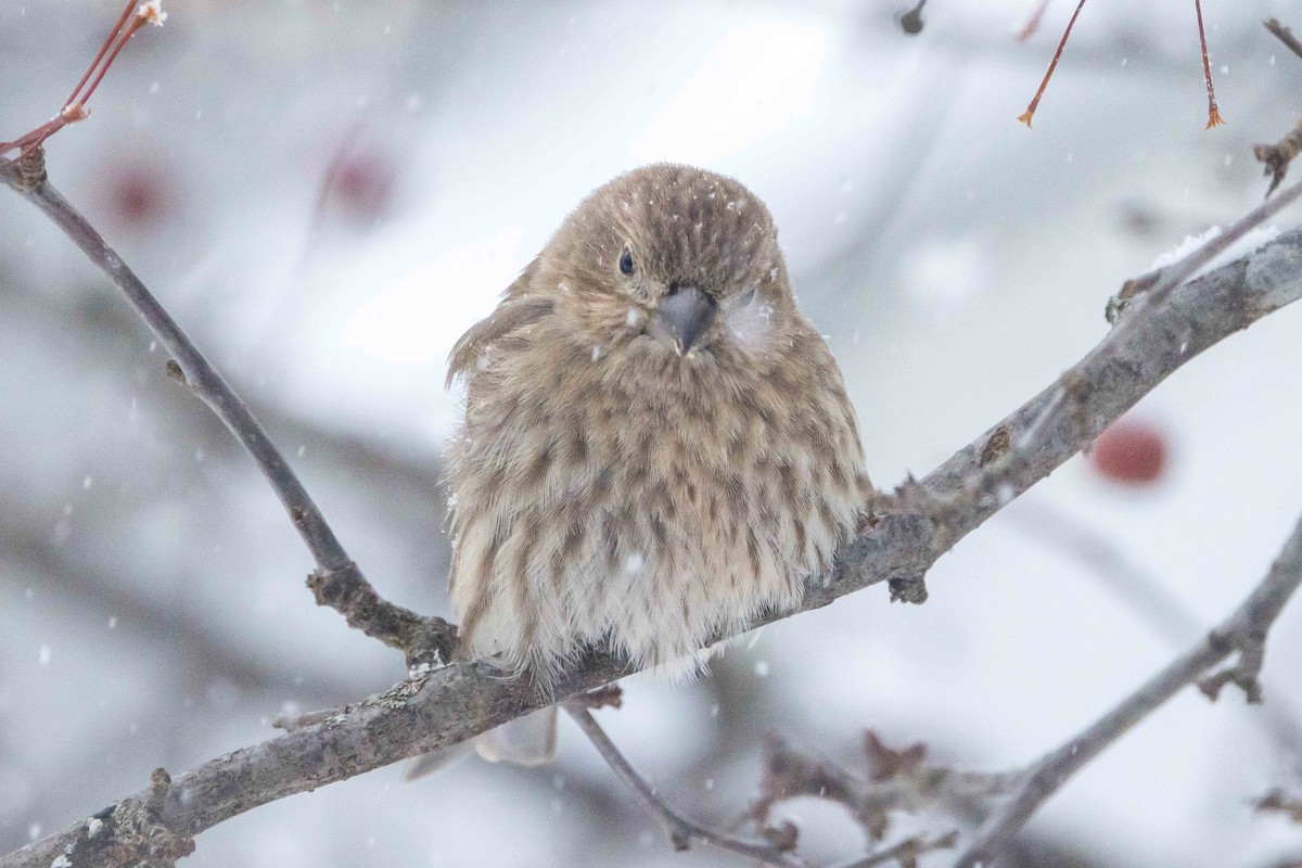 husrosenfink - ML646850689