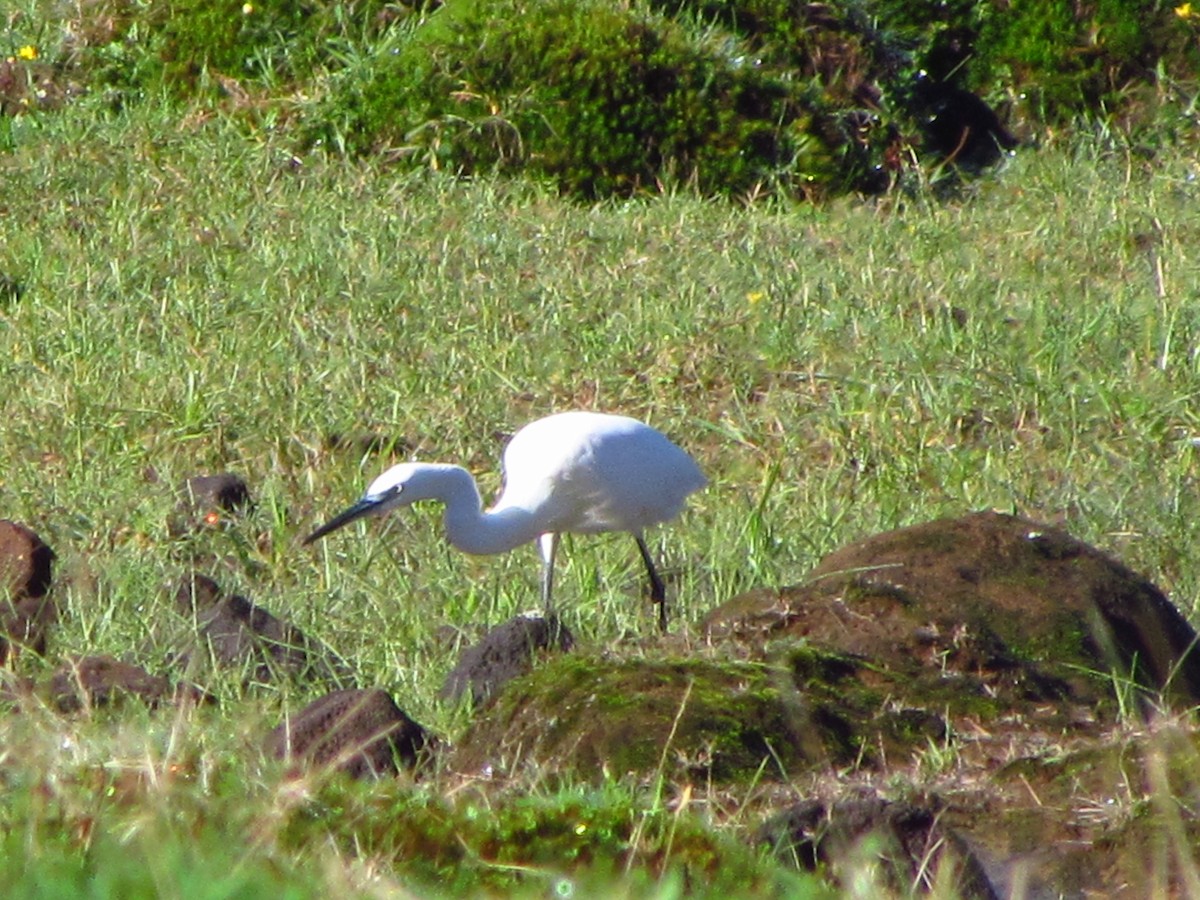 Little Egret - ML646850690