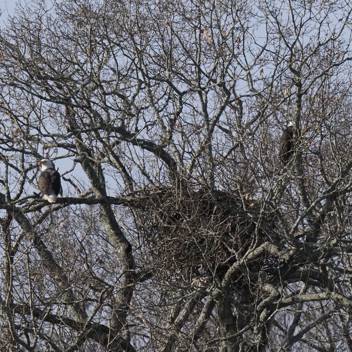 Bald Eagle - ML646850699