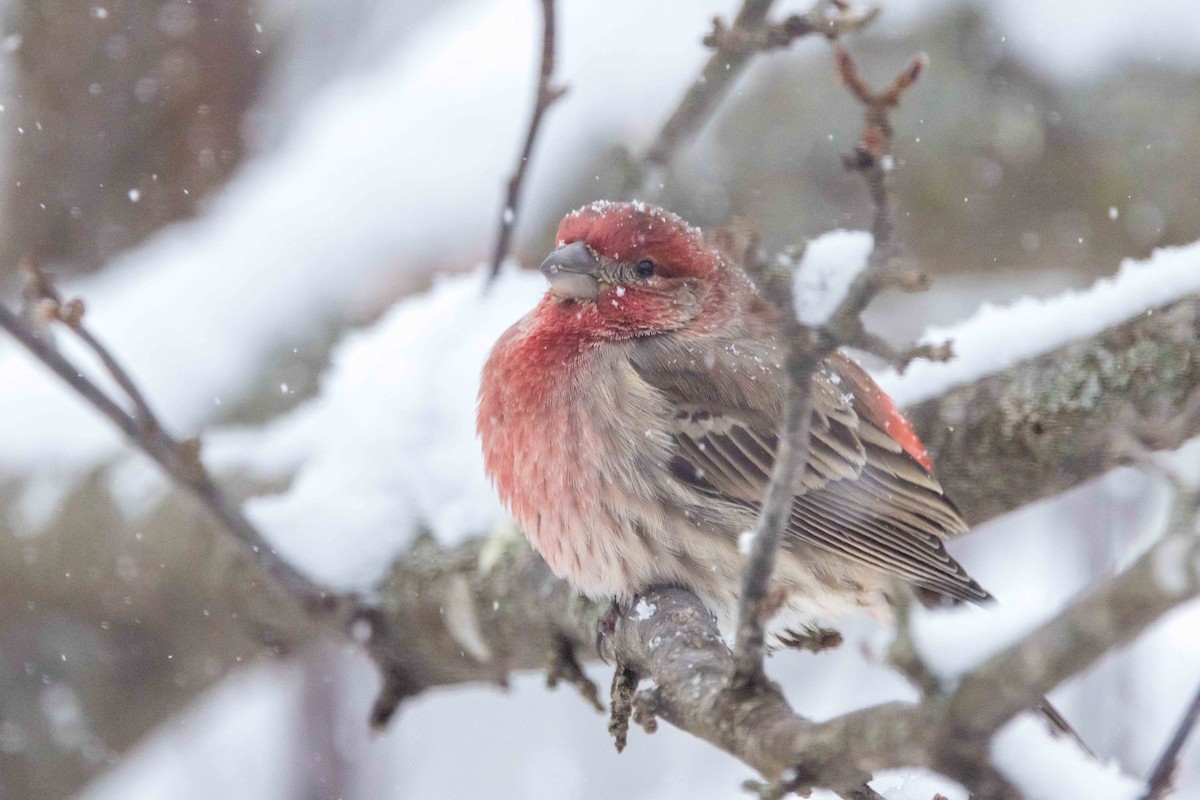 husrosenfink - ML646850700