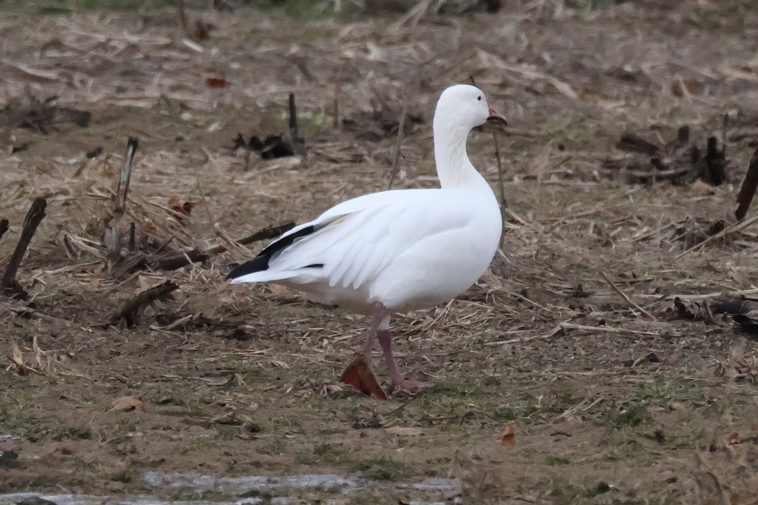 Snow Goose - ML646850702