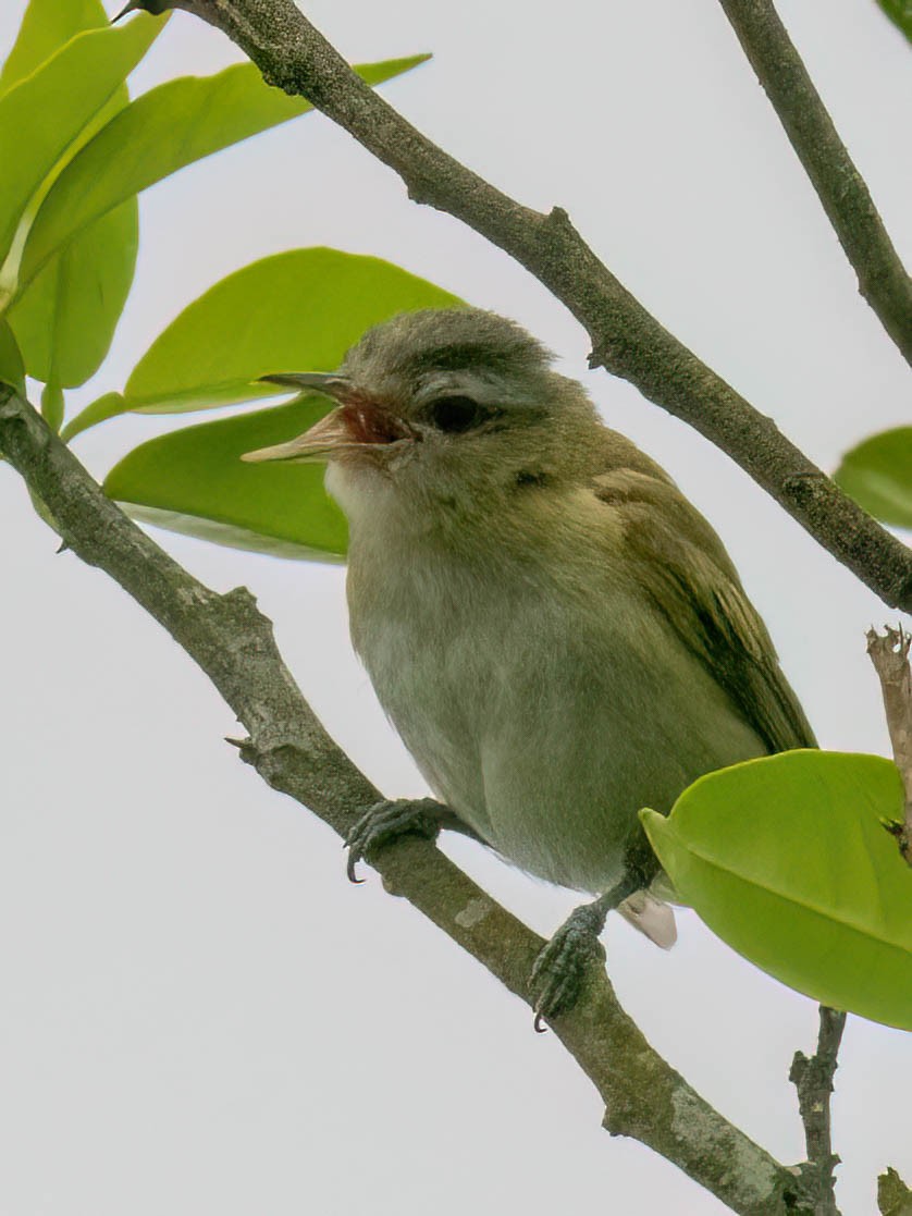 Chivi Vireo - ML646850708