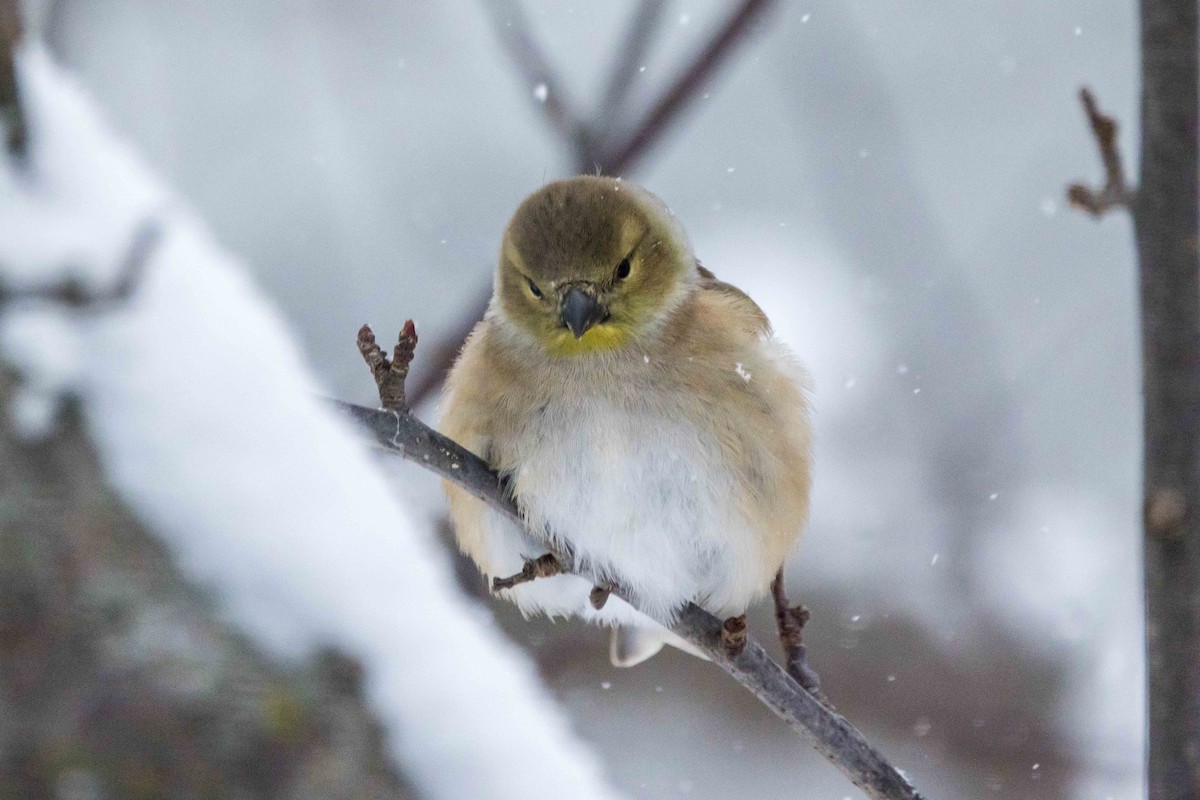 gulstillits - ML646850710