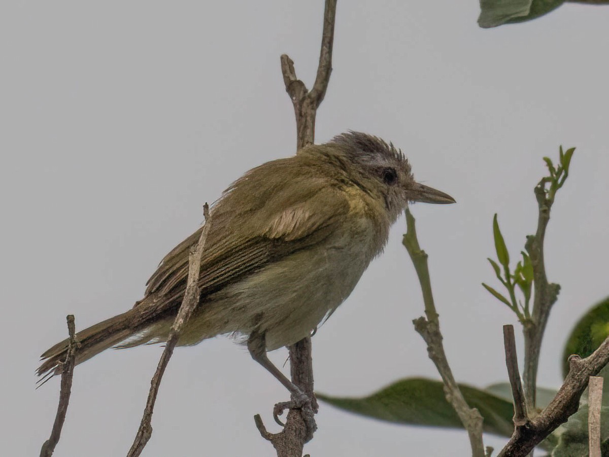 Chivi Vireo - ML646850713