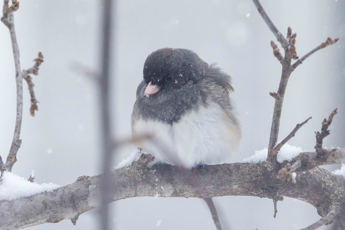 vinterjunko - ML646850715