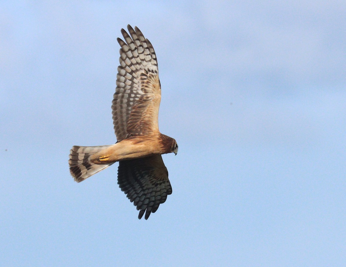 Лунь американський - ML646850718