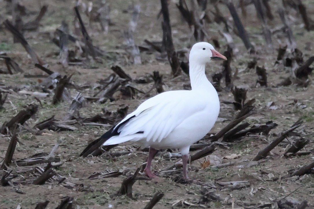 Snow Goose - ML646850719