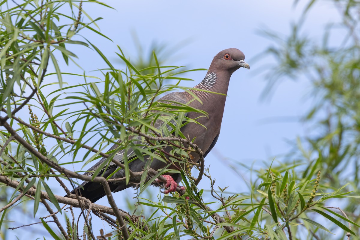 Picazuro Pigeon - ML646850720