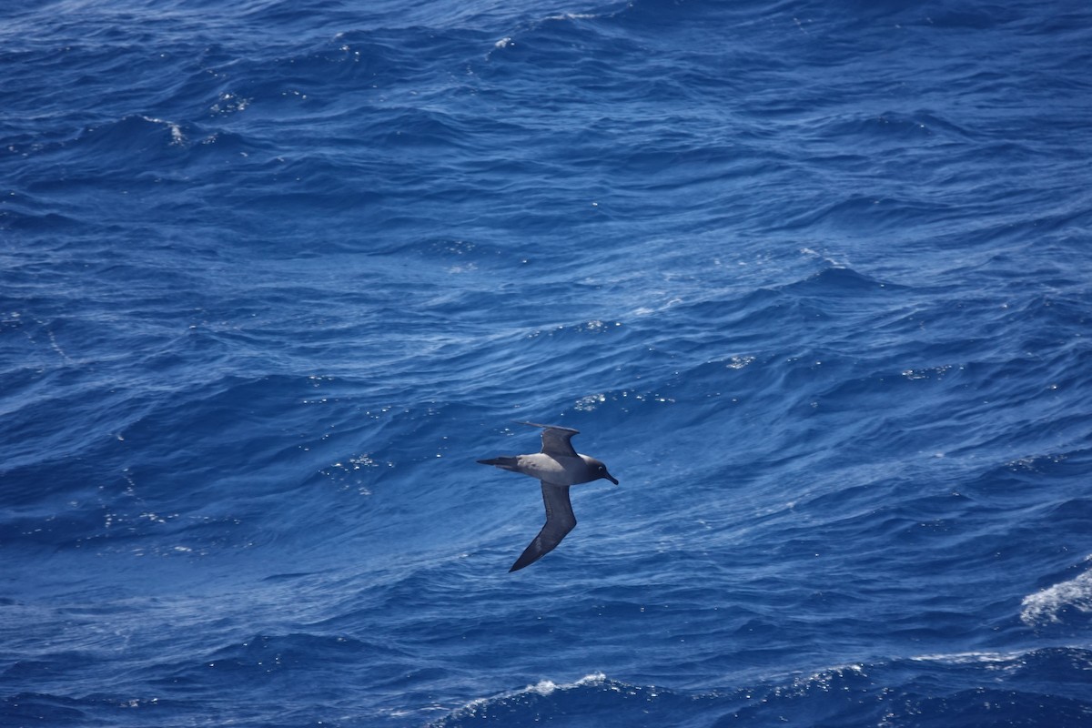 Light-mantled Albatross - ML646850721