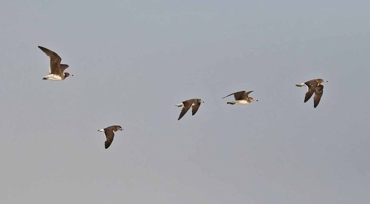 ススケカモメ - ML646850722