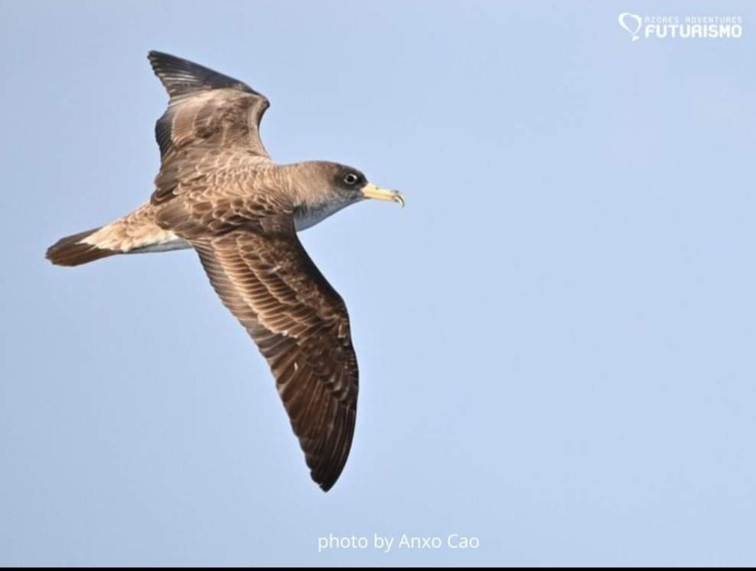 Cory's Shearwater - ML646850723