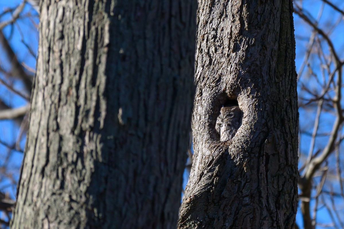 Eastern Screech-Owl - ML646850724