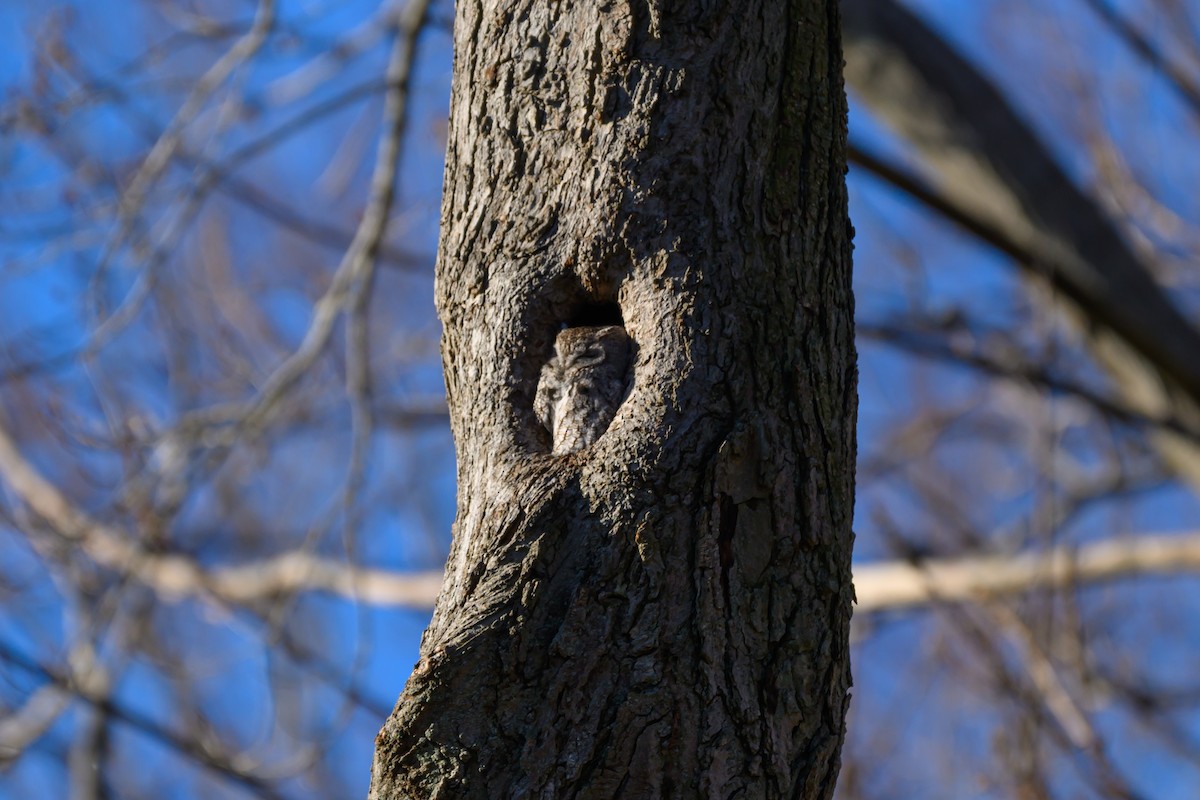 Eastern Screech-Owl - ML646850726