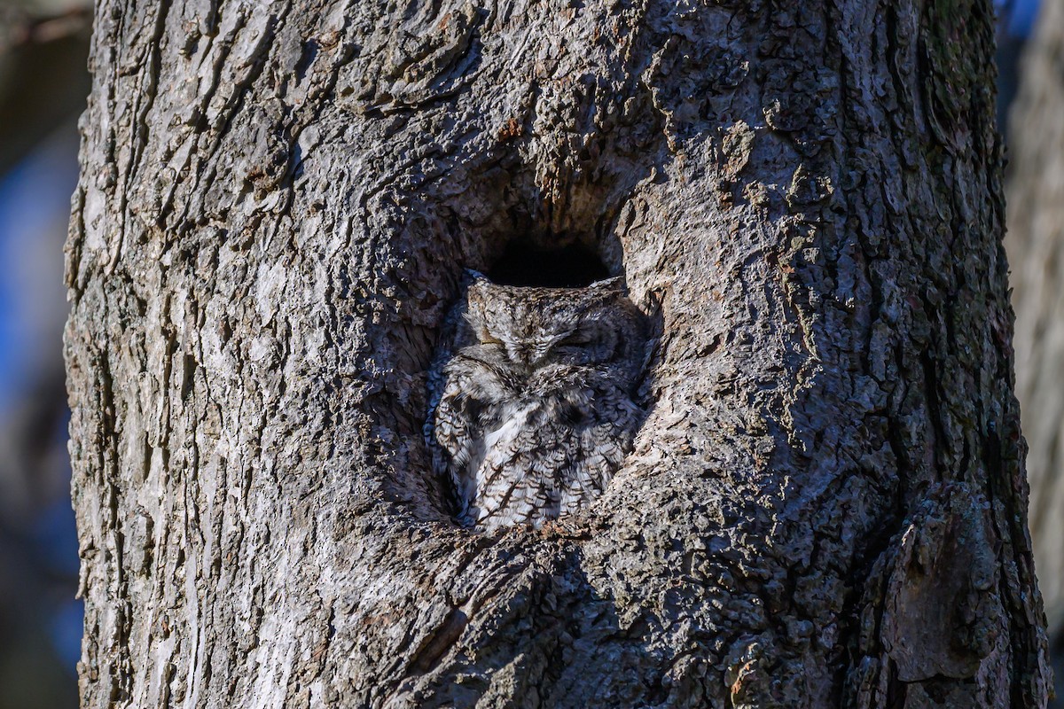 Eastern Screech-Owl - ML646850727