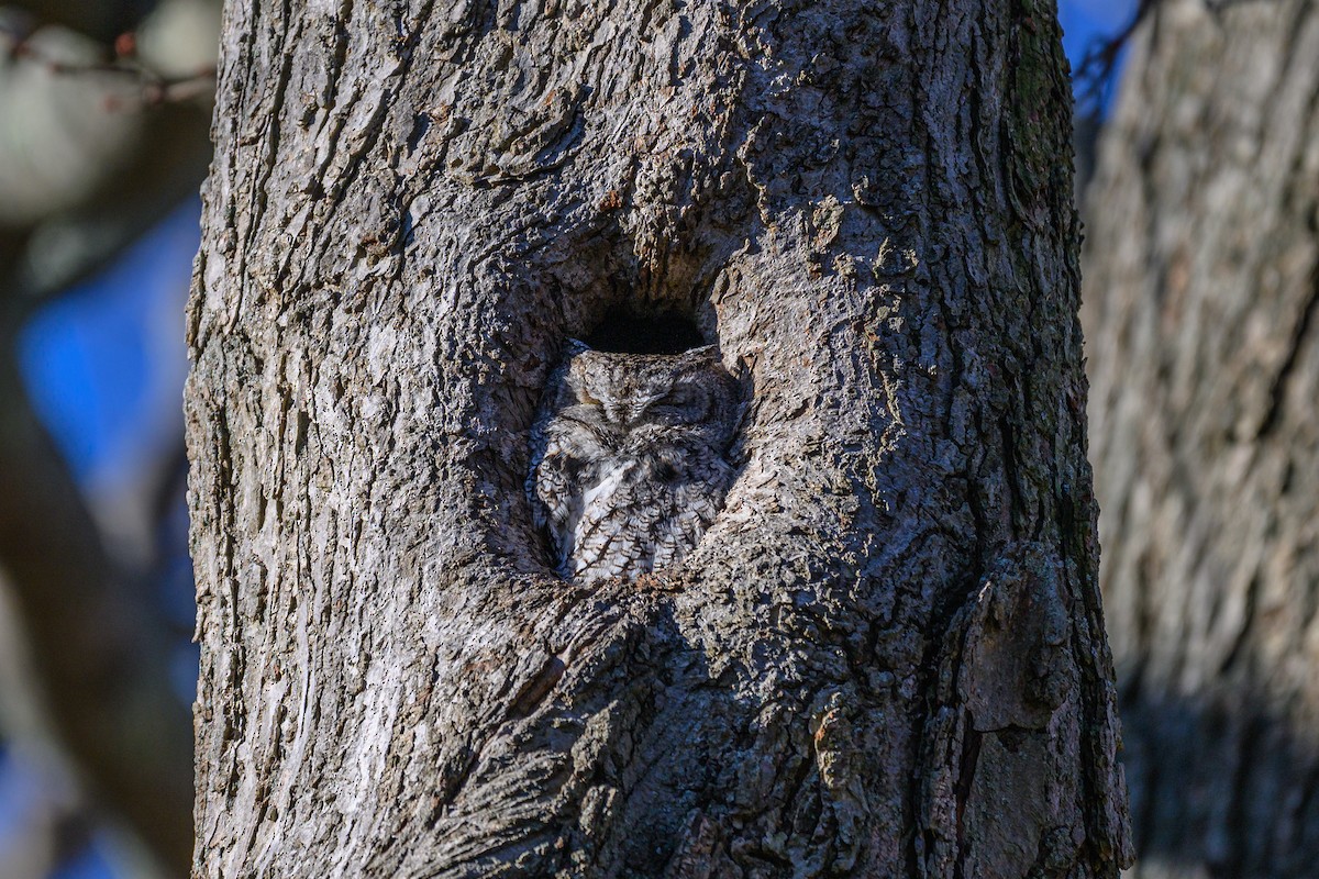 Eastern Screech-Owl - ML646850728