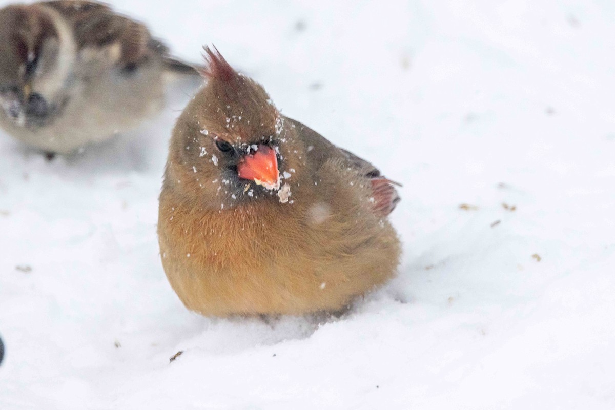 Northern Cardinal - ML646850729