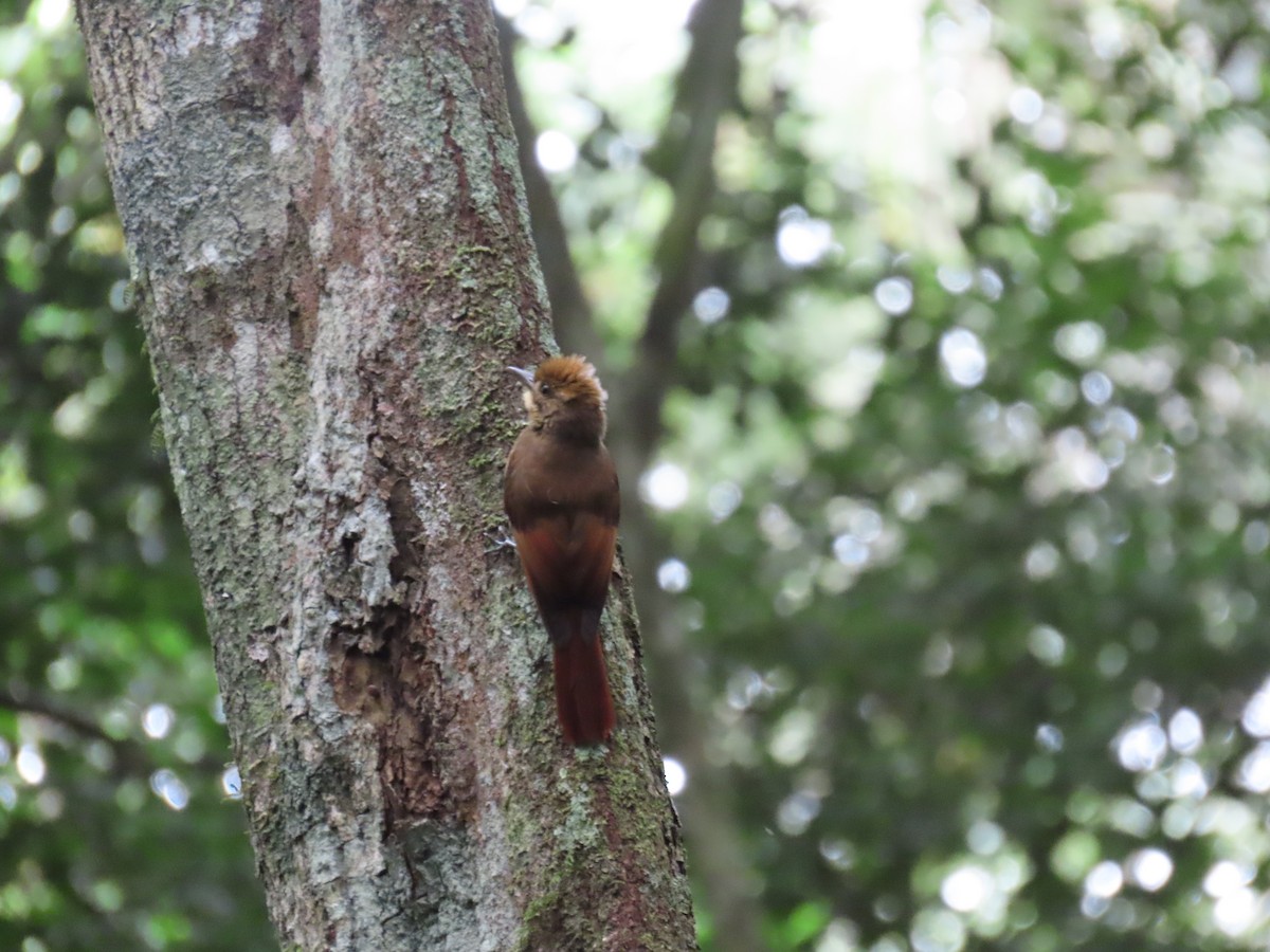 Tawny-winged Woodcreeper - ML646850730