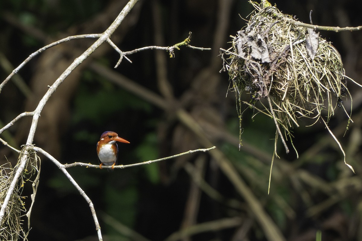 White-bellied Kingfisher - ML646850731