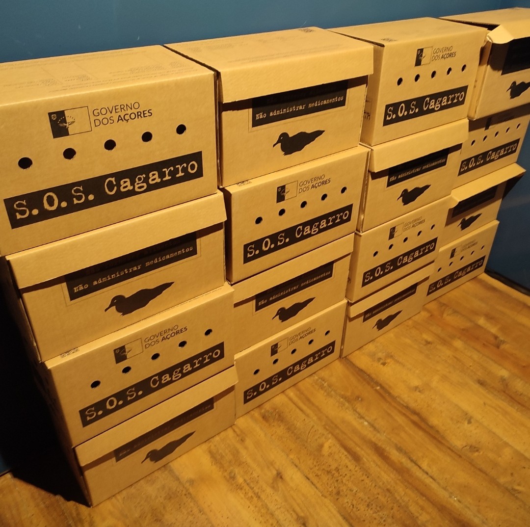 Cory's Shearwater - ML646850732