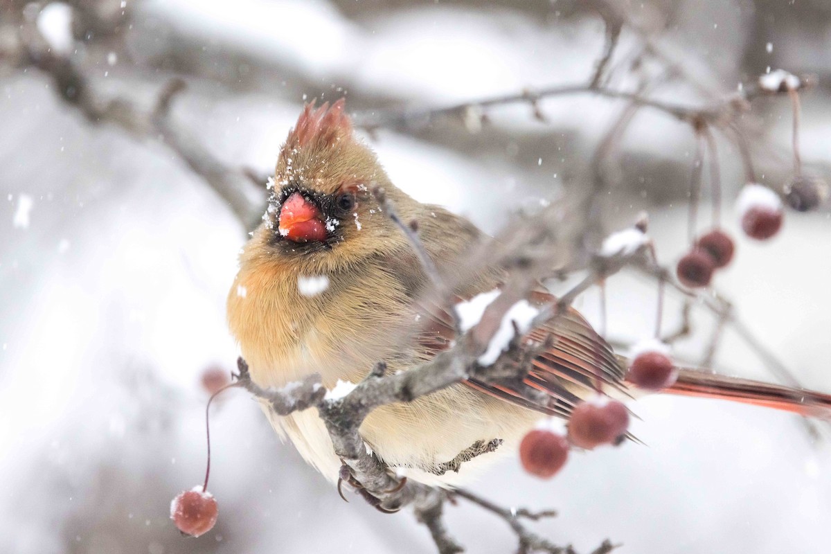 Northern Cardinal - ML646850733