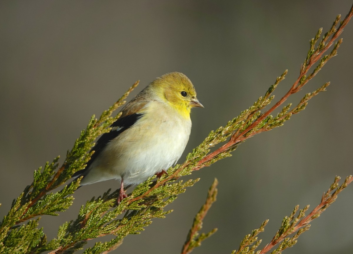 American Goldfinch - ML646850734