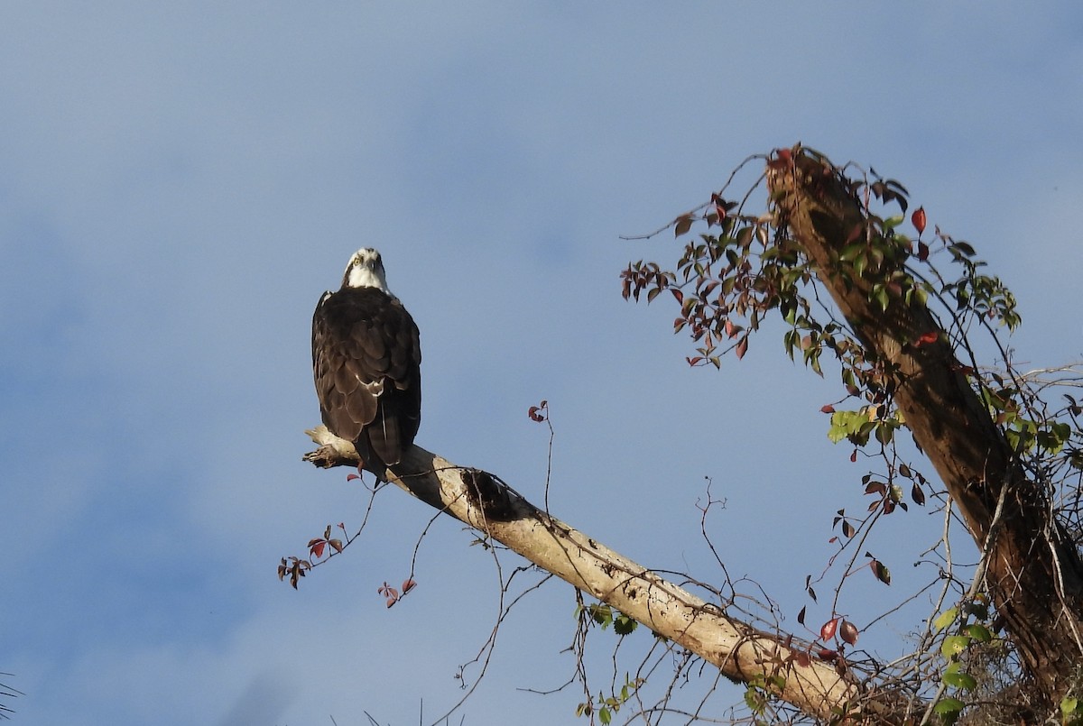 Osprey - ML646850736