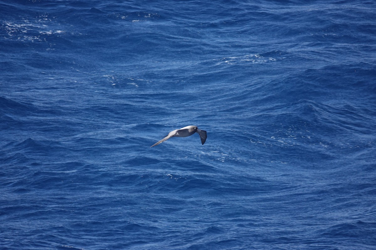 Light-mantled Albatross - ML646850737
