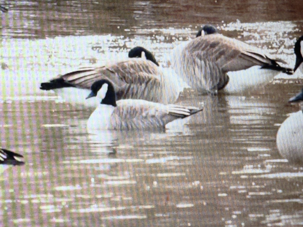 Cackling Goose - ML646850738