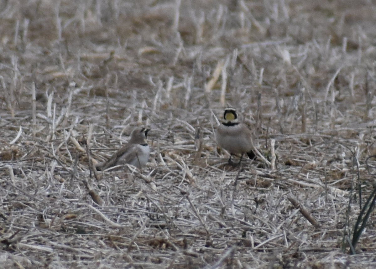 Horned Lark - ML646850739