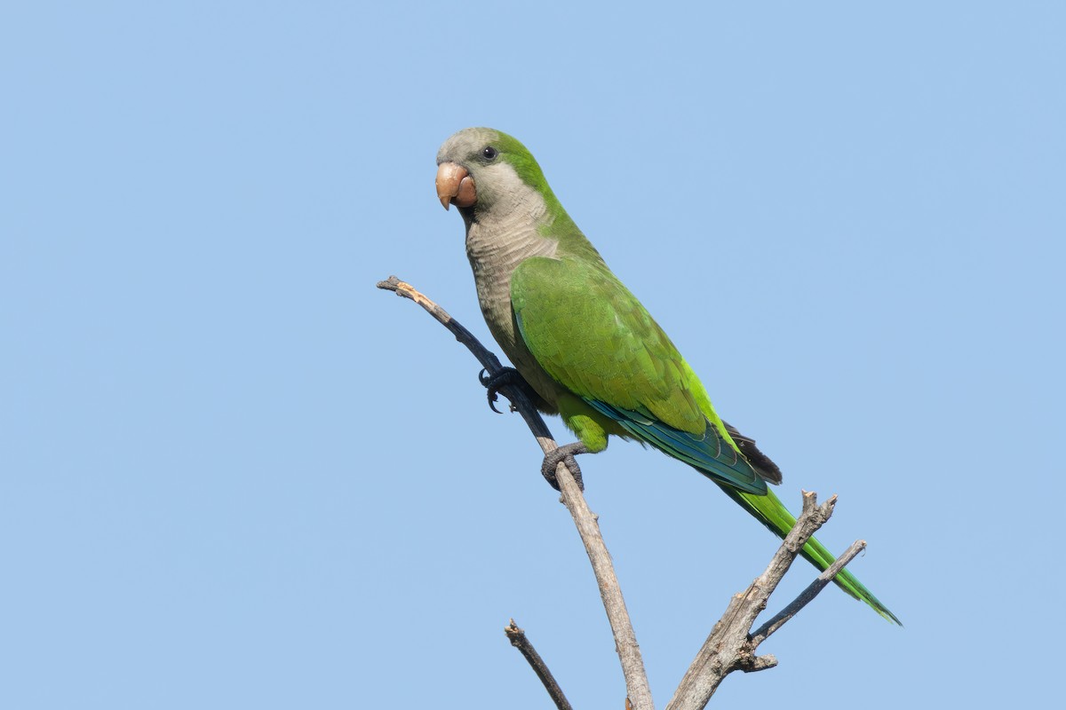 Monk Parakeet - ML646850741