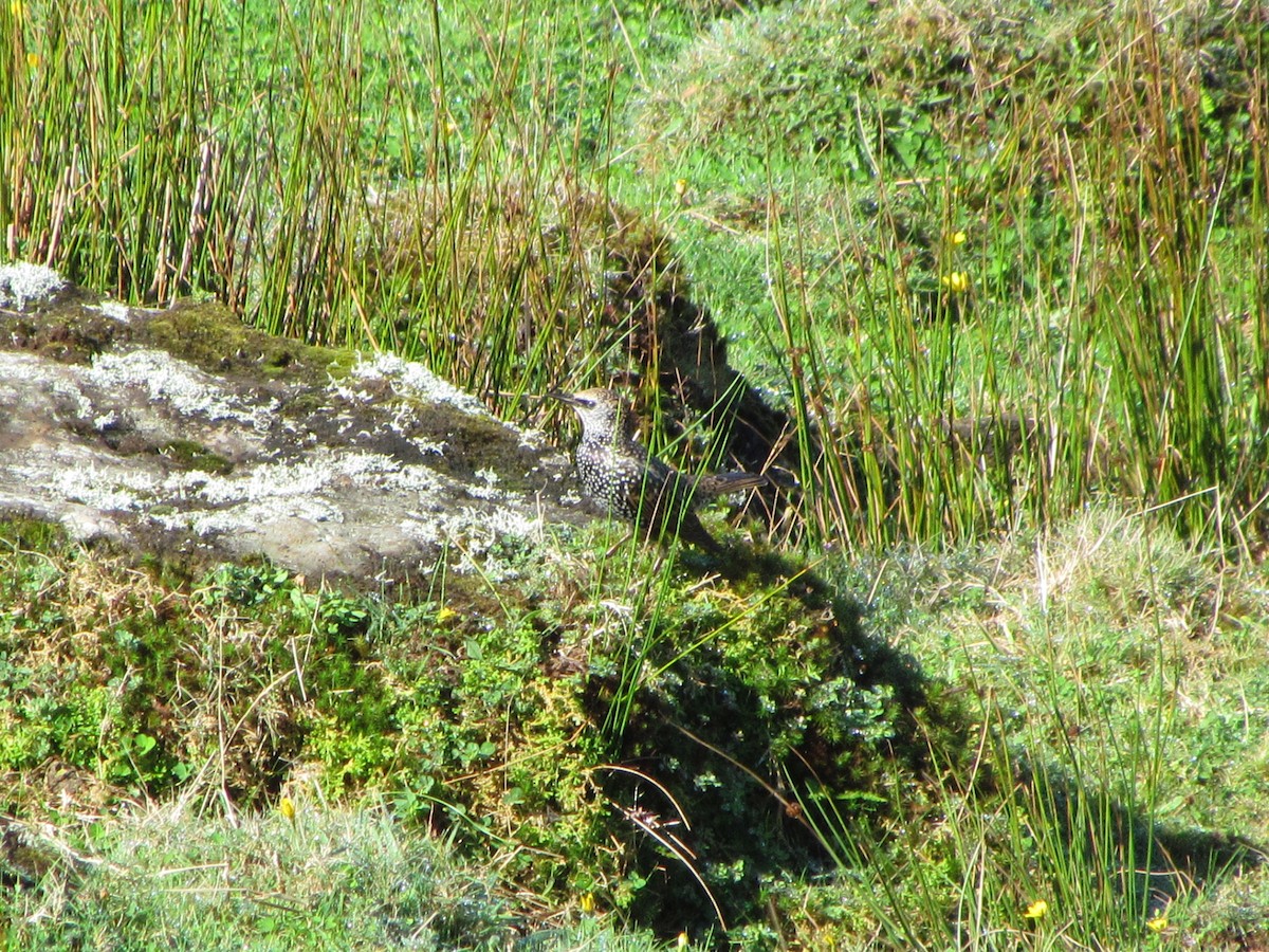 European Starling - ML646850742