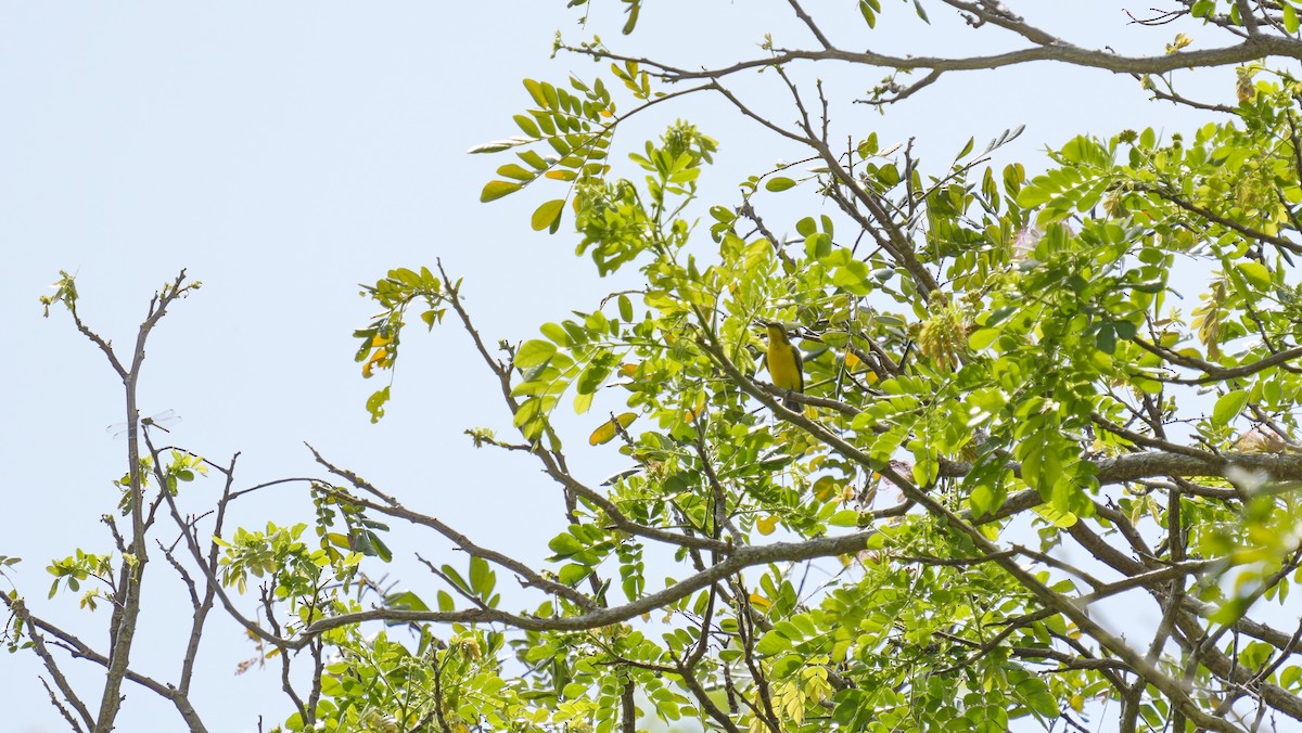 Sahul Sunbird - ML646850744